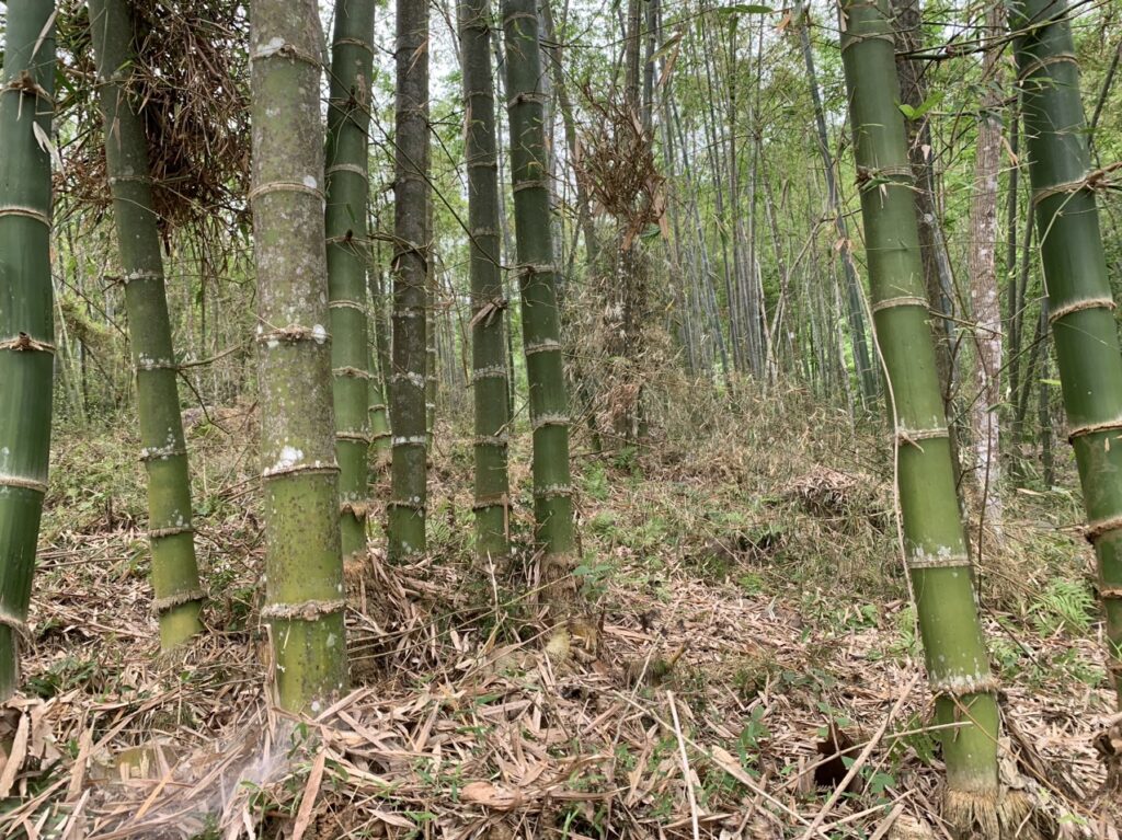 Cọc Tre