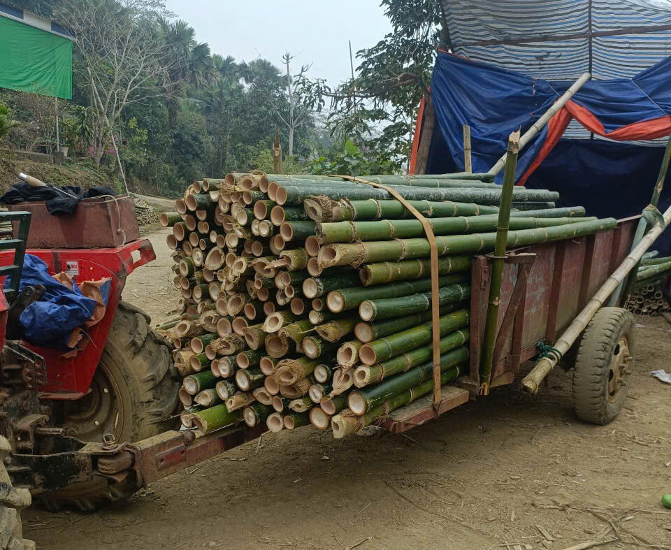 Mua cọc tre ở đâu giá rẻ 2