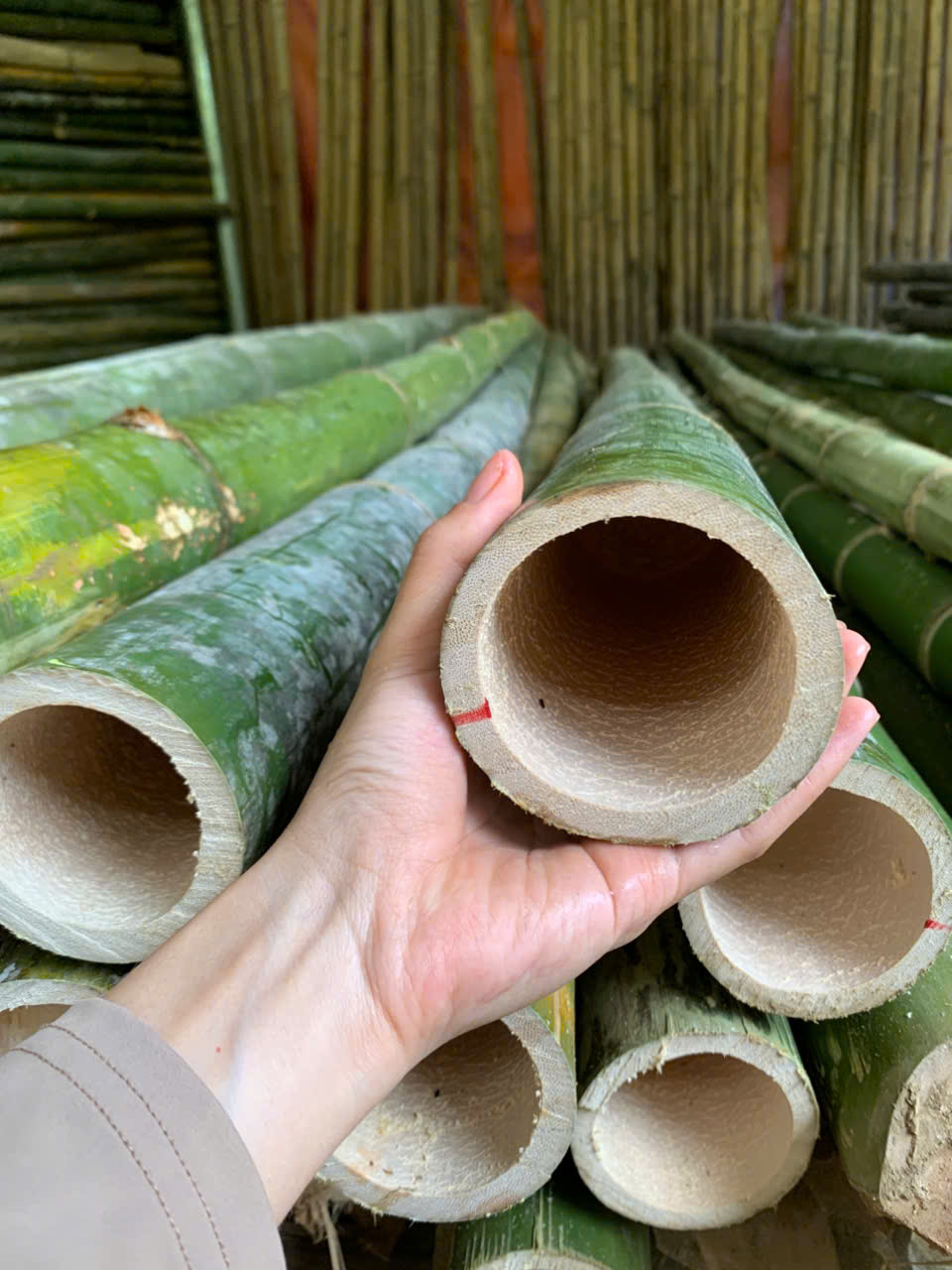 cọc tre xây dựng