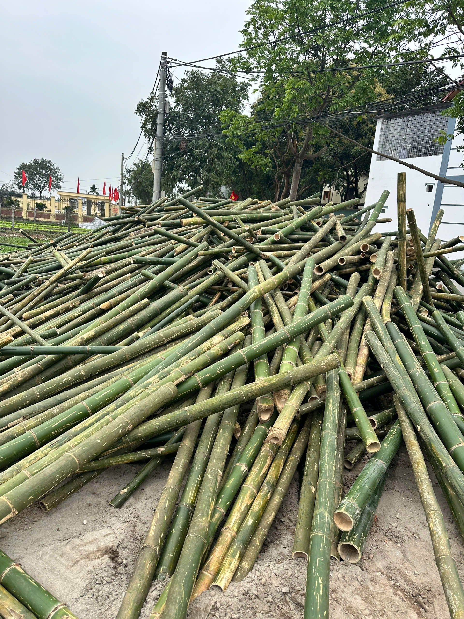Cọc tre 2.5m