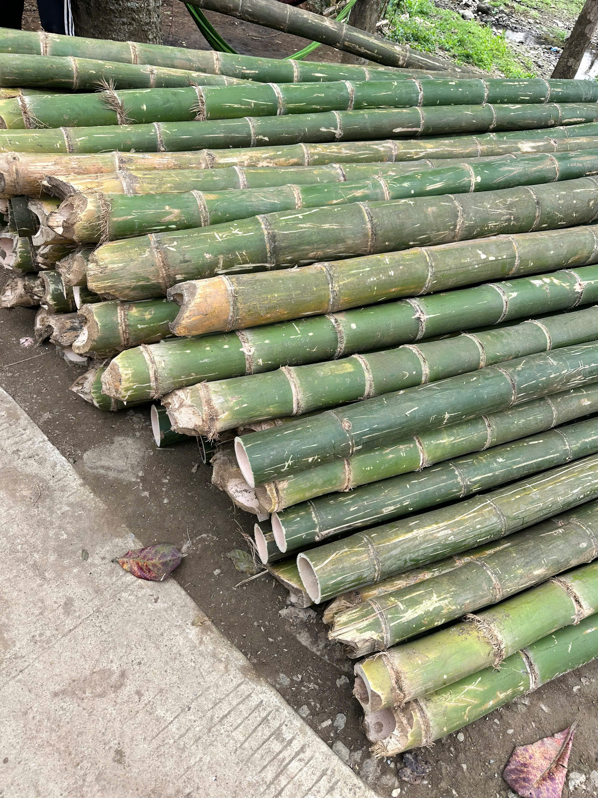 Cọc tre 1.5m