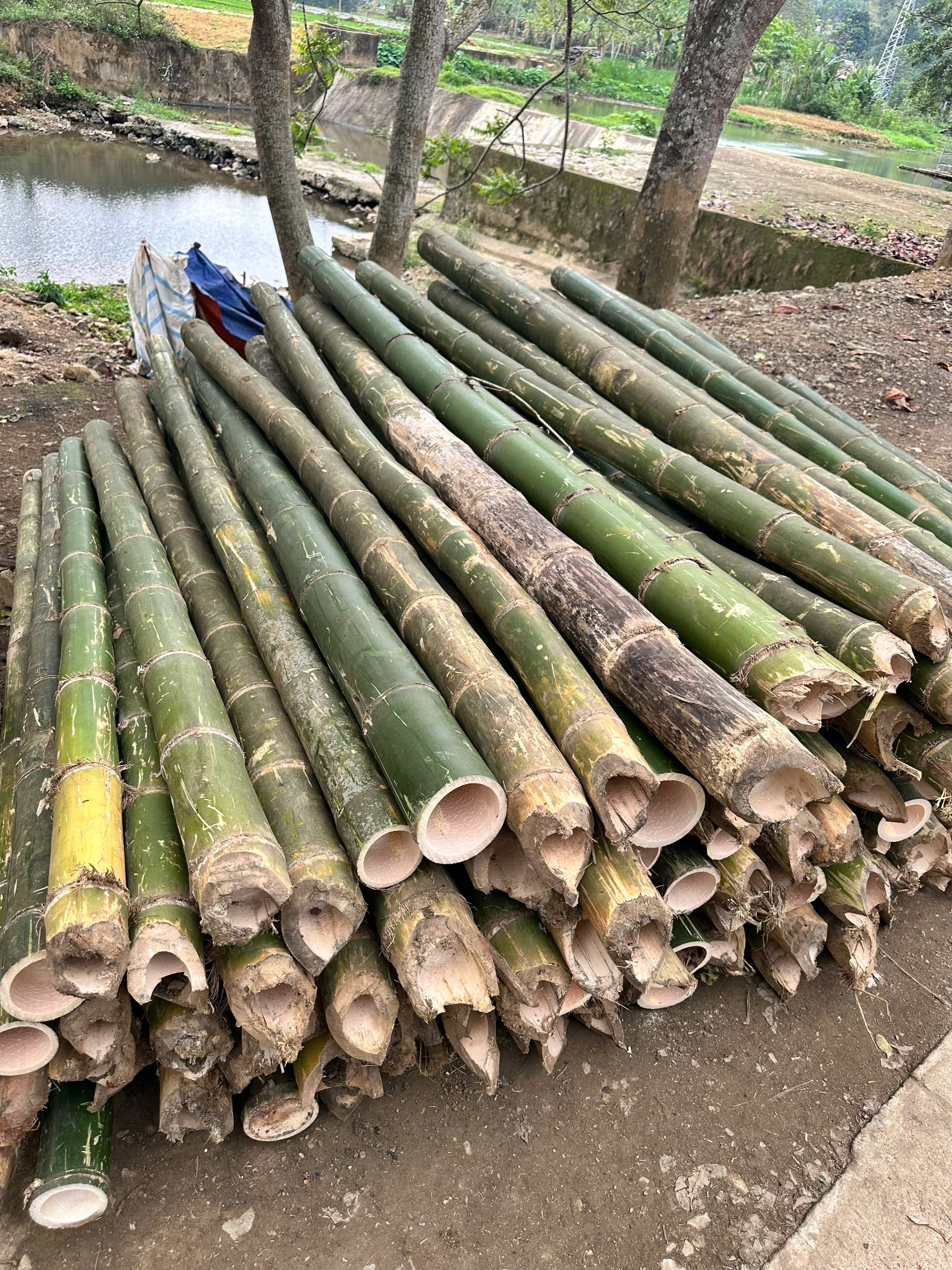 Cọc tre 4m giá rẻ