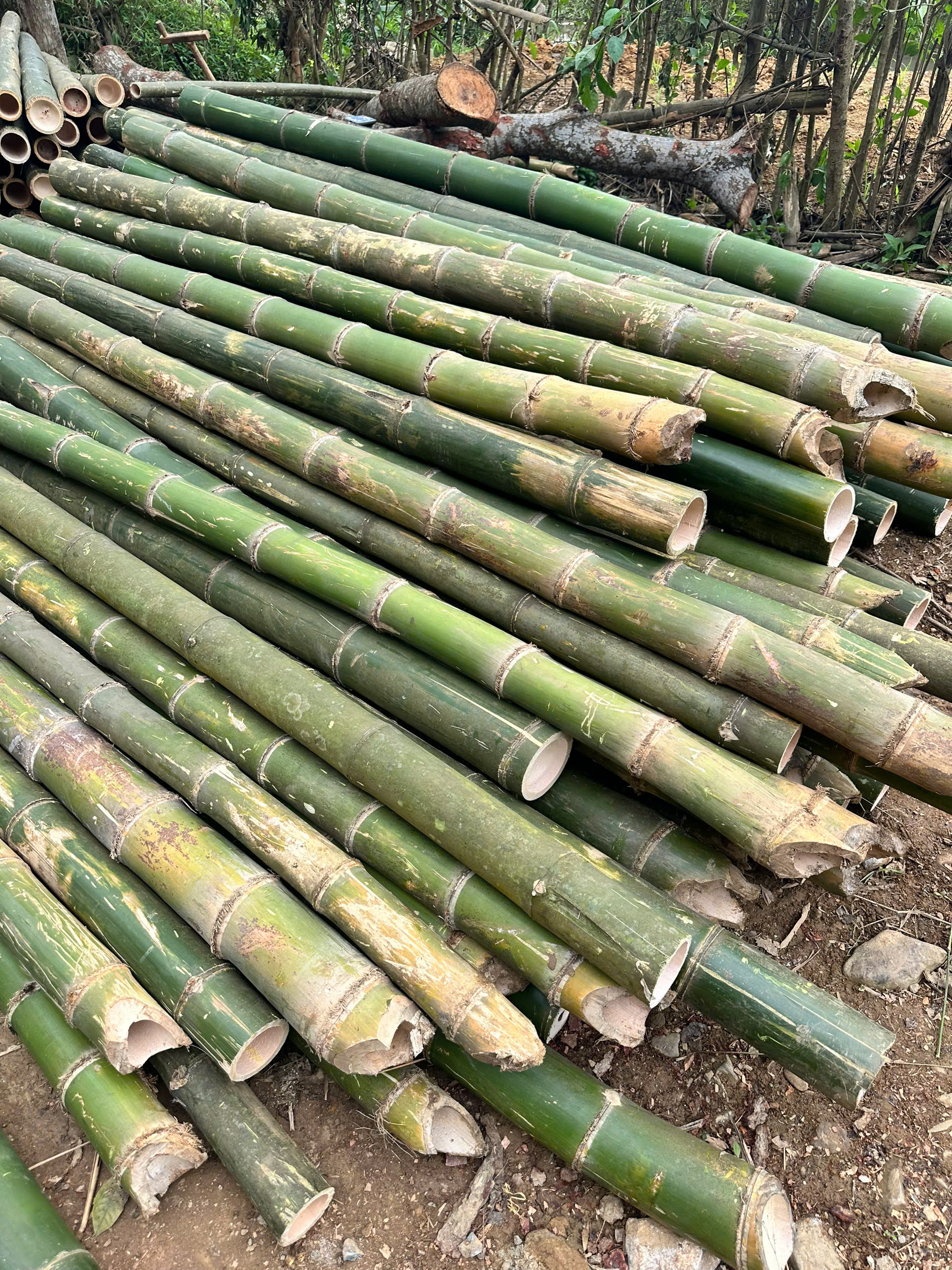 Dự án cấp cọc tre cho khu công nghiệp sạch hưng yên