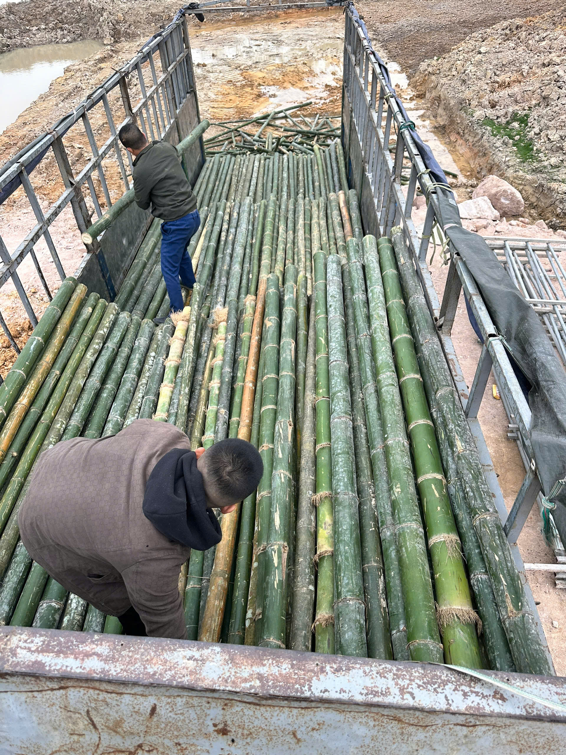 Mua cọc tre giá ổn định