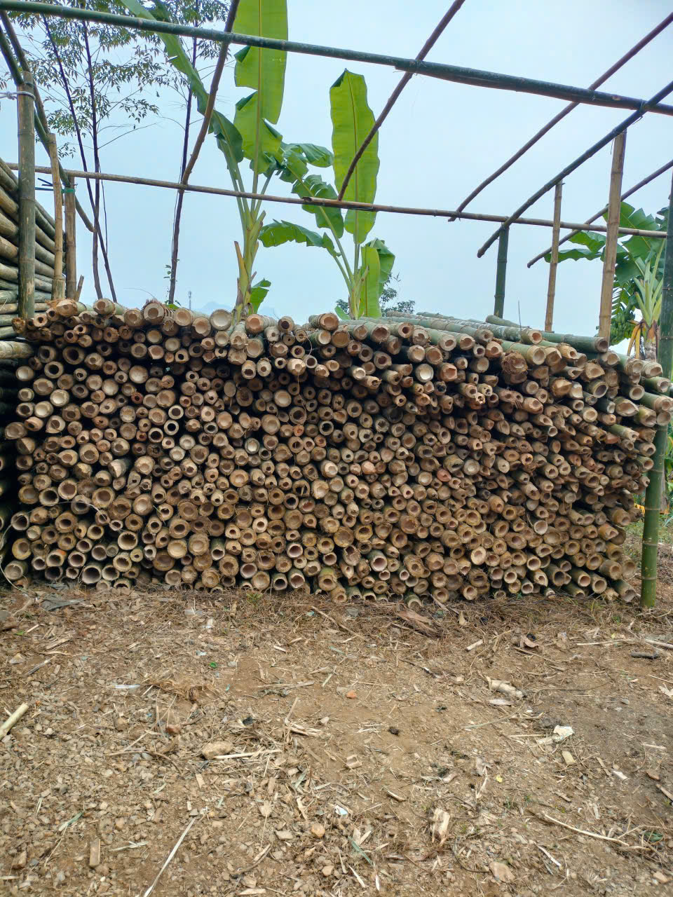 Báo giá cọc tre tại hà nội 1