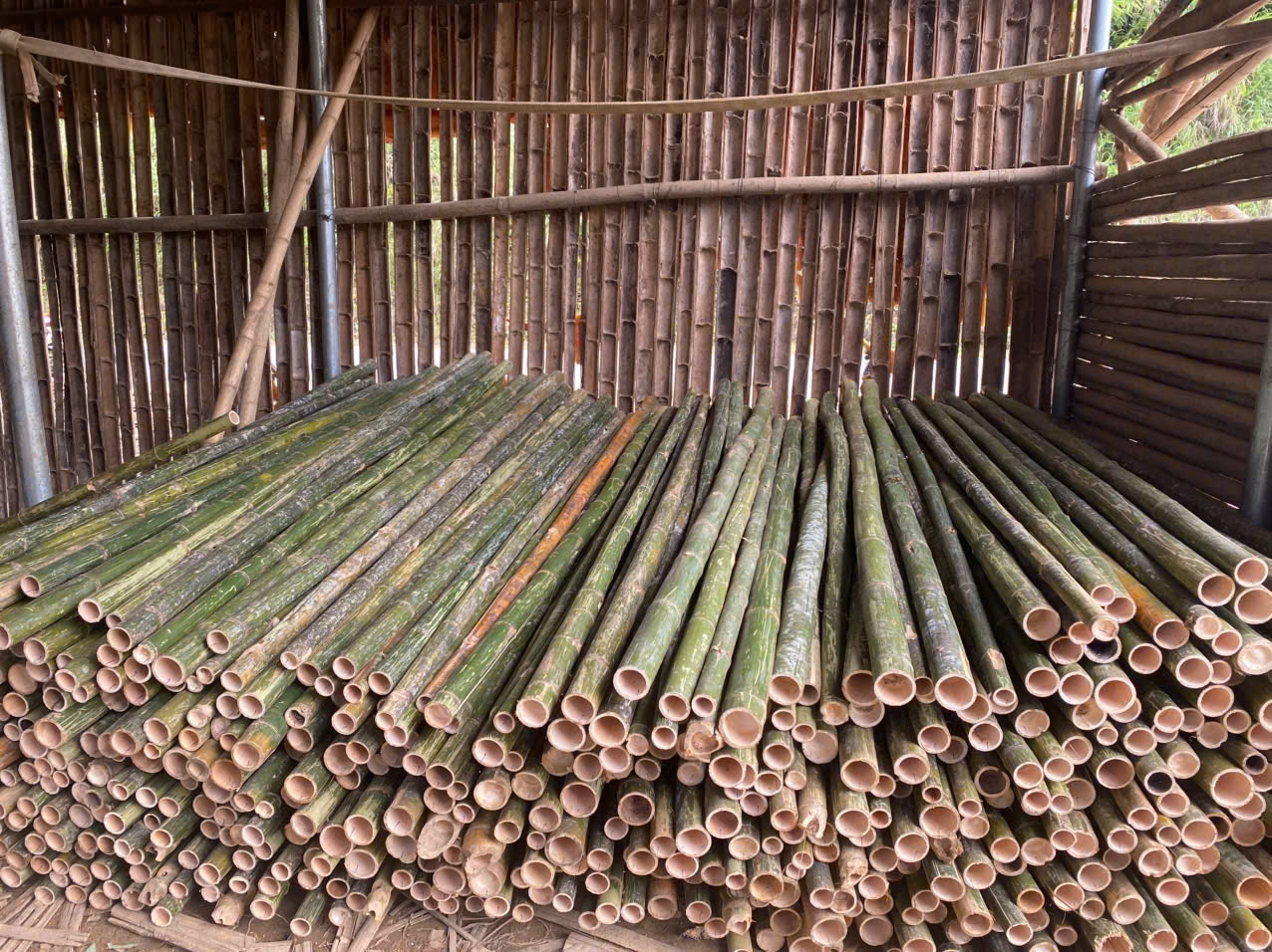 Báo giá cọc tre tại hải phòng 2