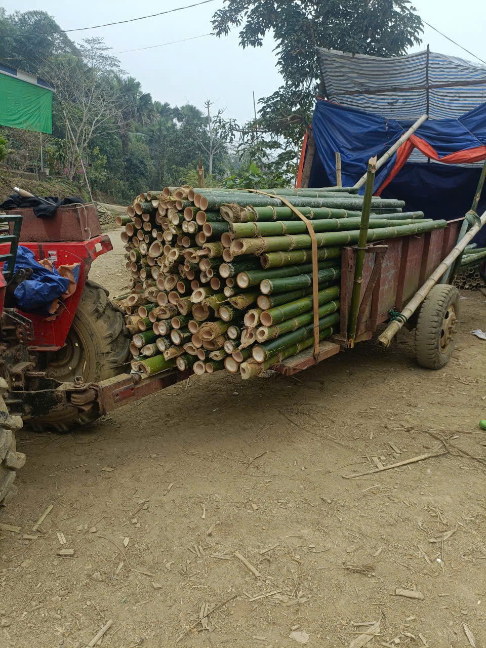 Báo Giá Cọc Tre tại Hải Dương 2m