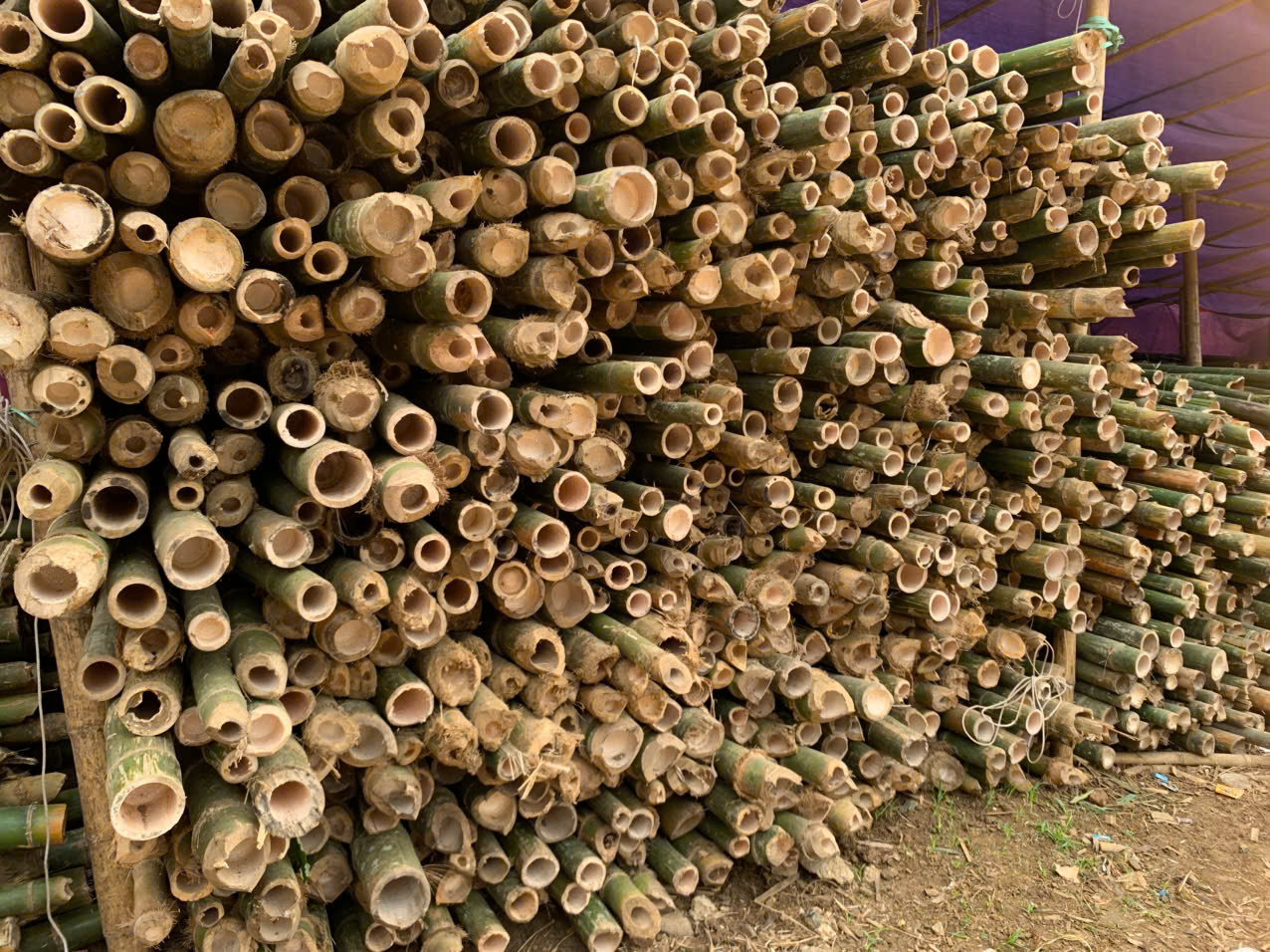 Báo giá cọc tre tại hà nam mới nhất
