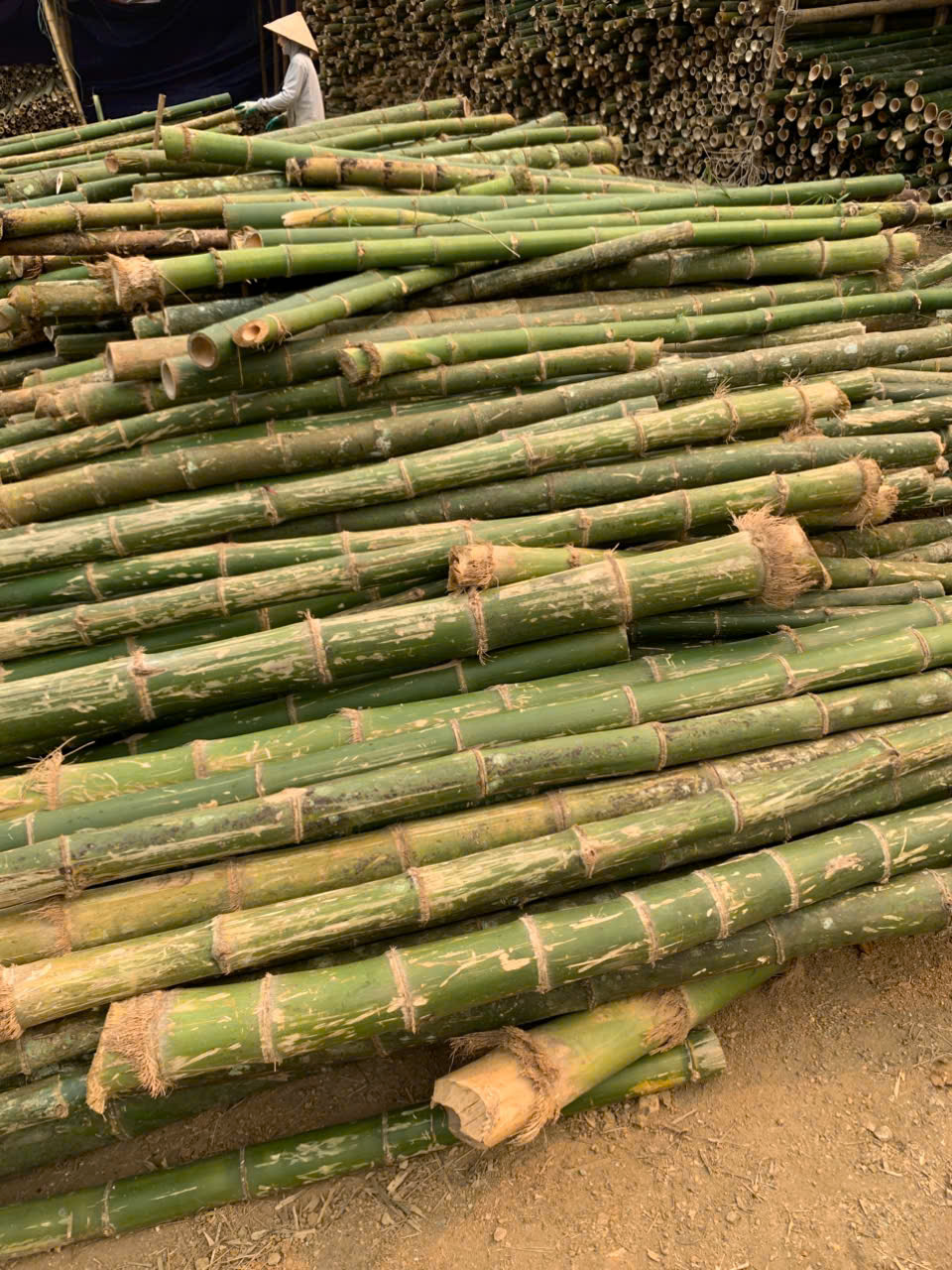 cọc tre xây dựng