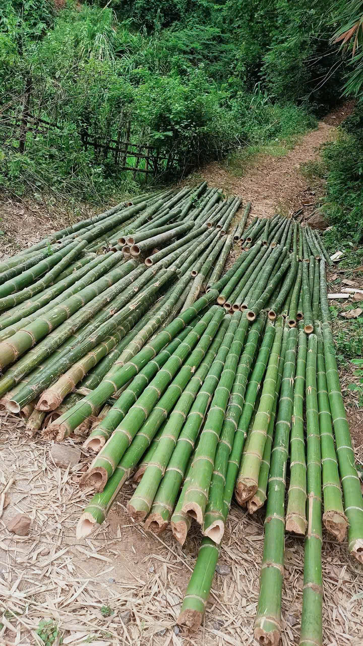Mua cọc tre ở đâu giá rẻ nhất