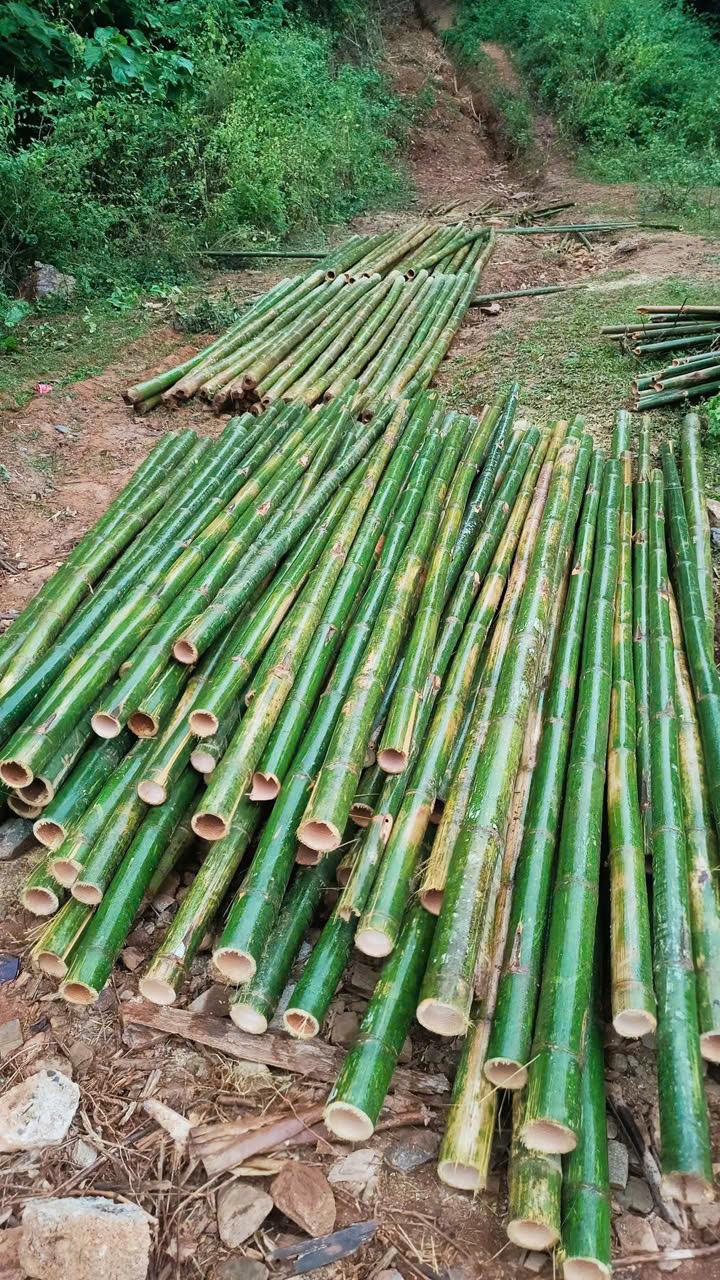 Bảng báo giá cọc tre tại hà nam 3