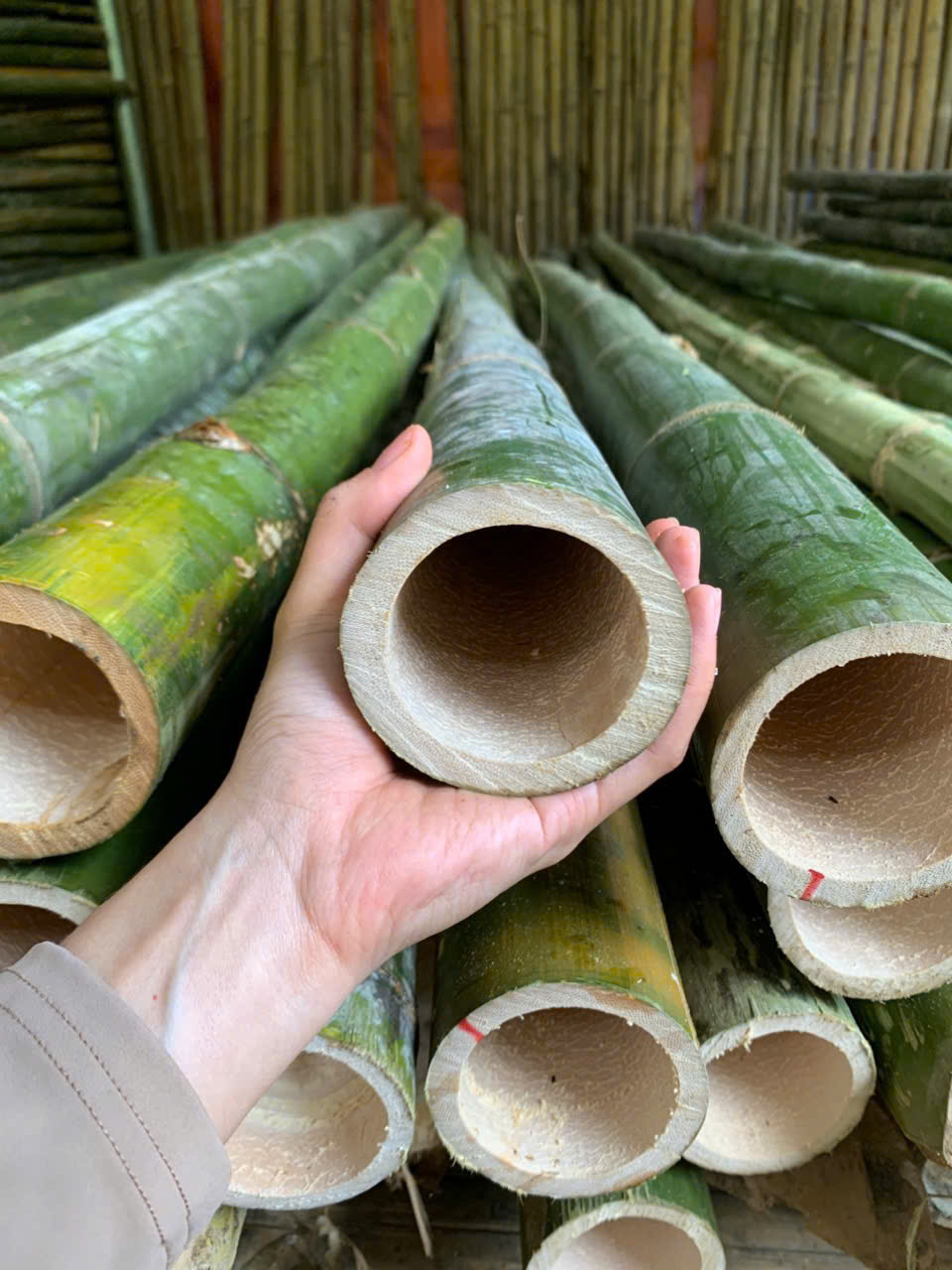 Cọc tre xây dựng tại Hải Dương