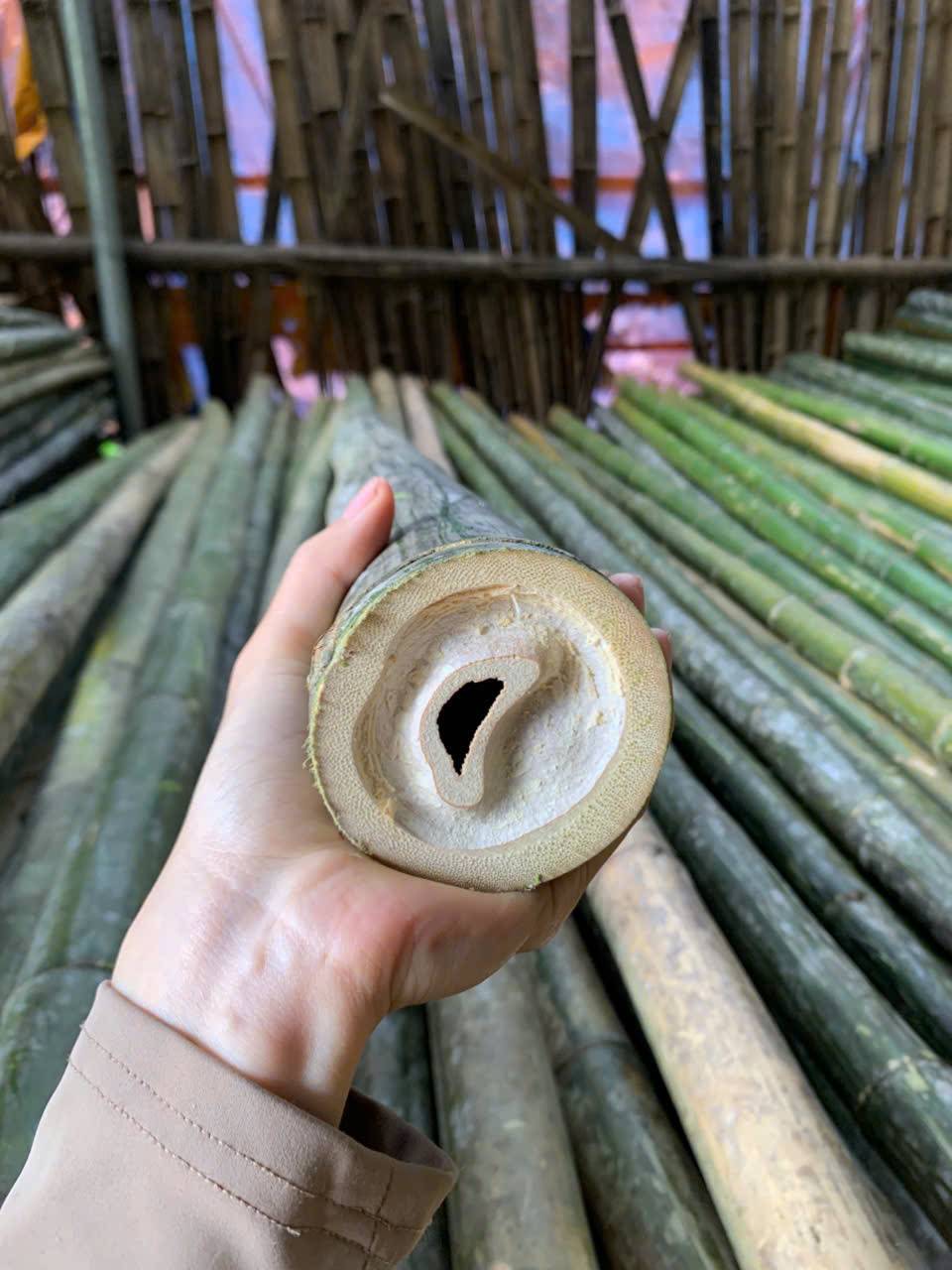 Báo giá cọc tre tại Hải Dương mới nhất
