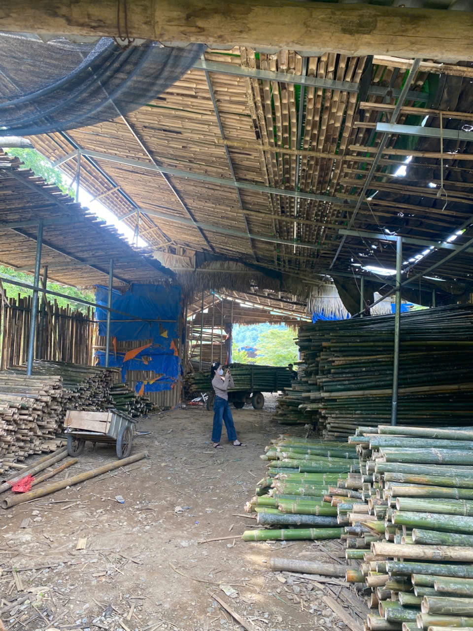 Báo giá cọc tre tại thanh hoá