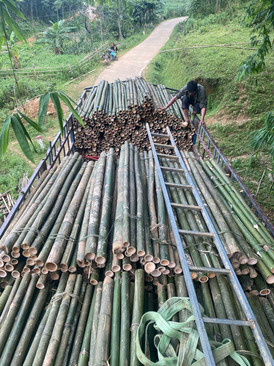 Báo giá cọc tre tại hưng yên 1