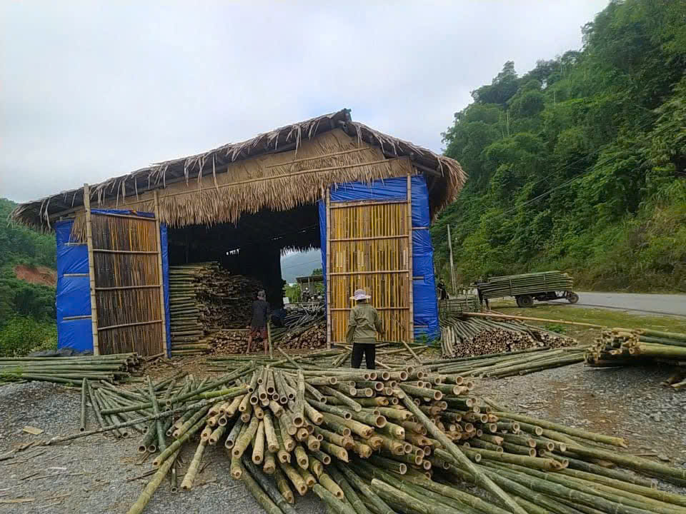 Báo giá cọc tre tại Thái bình