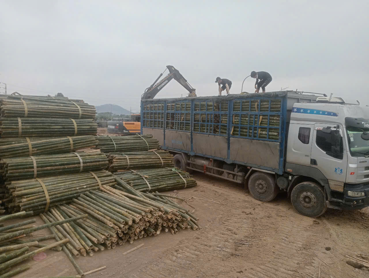 Báo giá cọc tre tại nam định