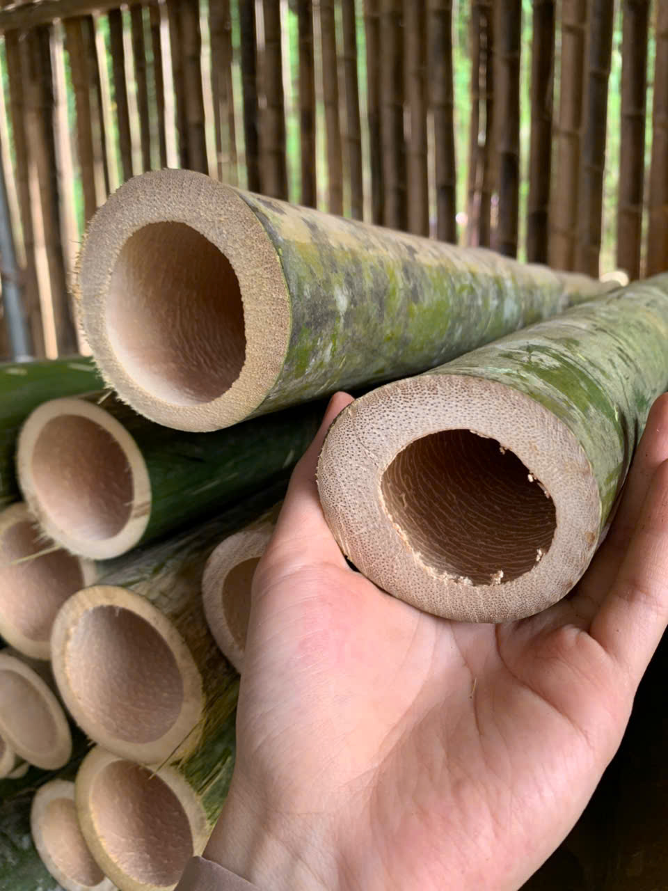 Mua cọc tre ở đâu uy tín
