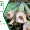 Cọc tre 1.5m
