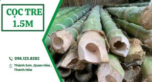 Cọc tre 1.5m