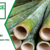 Cọc tre 3m